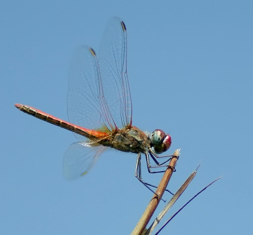2011-08-21/ JoCar
par: JoCar- [Macro et proxi-photo ]

