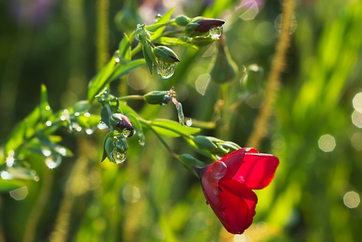 2011-07-12/lune15
Par: lune15-[gouttes]
