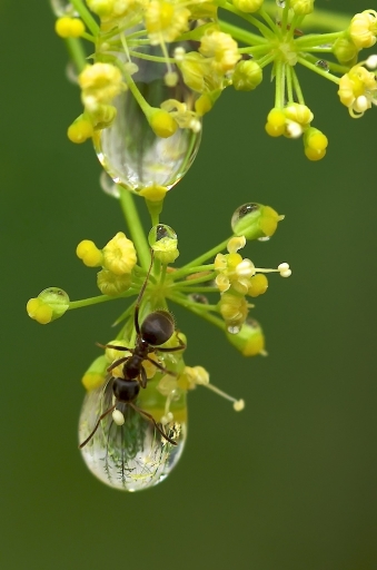 2011-06-07/ Marceline
Par: Marceline-[Gouttes]
