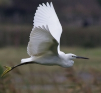 Nom du fichier=111114094934774731.jpg
Taille du fichier=77Ko
Dimensions : 900x838
Ajouté le : 14 Novembre 2011 111114094934774731.jpg