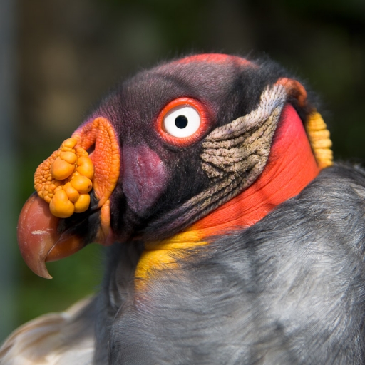 2010-10-29 / ParacetAmol
Par: ParacetAmol - [ Zoo & parcs animaliers ]
