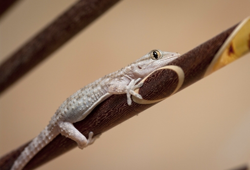 2010-11-08 / rrteam
Par: rrteam - [ Macro et proxi-photo ]
