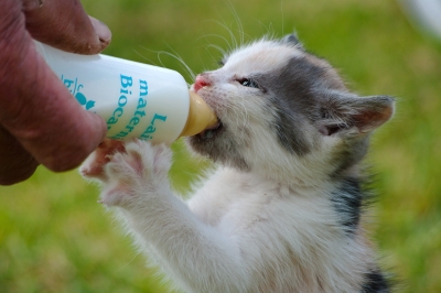 2010-06-21 / toitoine
Par: toitoine - [ Animaux de compagnie ]
