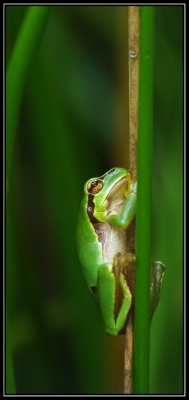 2010-07-23 / birgd
Par: birgd - [ Faune sauvage ]
