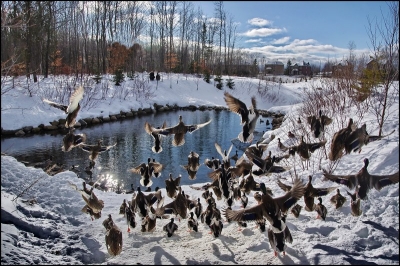 2010-01-11 / Pixel
Par: Pixel - [ Faune sauvage ]
