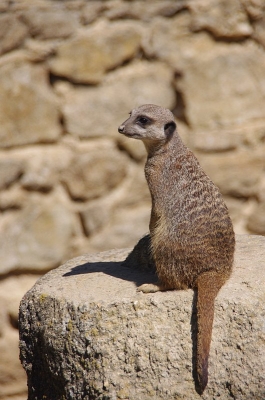 2010-10-12 / Poos1
par: Poos1 - [ Zoo & parcs animaliers ]
