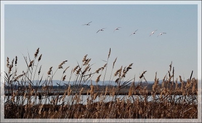 2009 - 12 - 21 / JoCar
Par: JoCar - [ Faune sauvage ]
