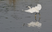 aigrette4.jpg