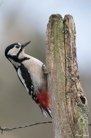 Nom du fichier=pic10.jpg
Taille du fichier=78Ko
Dimensions : 531x800
Ajouté le : 28 Mars 2010 pic10.jpg