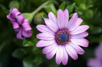 Nom du fichier=priodepascale205.jpg
Taille du fichier=185Ko
Dimensions : 800x533
Ajouté le : 05 Avril 2010 priodepascale205.jpg