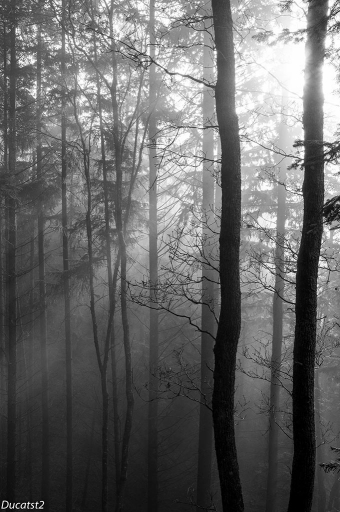 2016-01-14/ducatst2
ducatst2  [Paysages et elements naturels]
