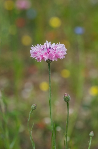 2015-05-28/nicolas03
nicolas03  [ Fleurs ]
