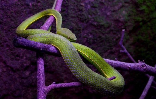 2015-09-12/neosilencers
neosilencers   [Animaux domestiques ou captifs]
