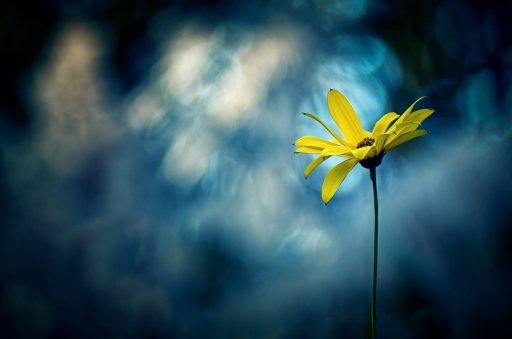 2015-10-07/olilignan
olilignan [Flore et Botanique] 
