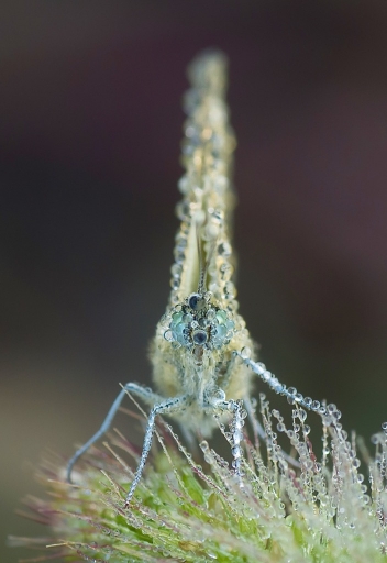 2015-10-10/olilignan
olilignan   [Macro- et proxiphotographie nature]
