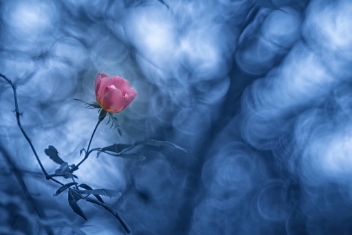 2015-10-27/Olilignan
Olilignan [ Flore et Botanique ]
