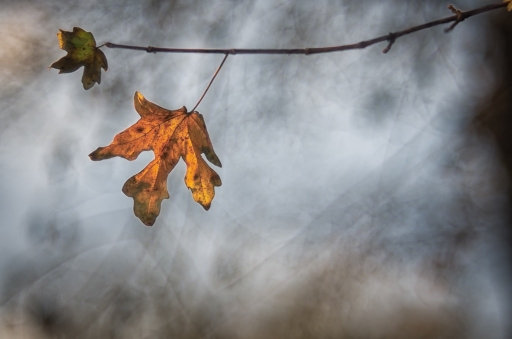 2015-12-15 olilignan
olilignan  [Flore et Botanique]
