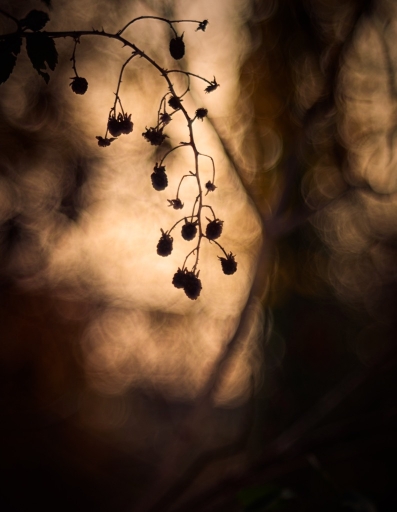 2015-12-14 olilignan
olilignan [Flore et Botanique]
