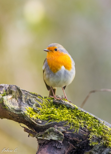 2015-12-29/Electro35
Electro35  [Faune sauvage]
