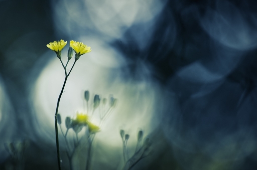 2016-01-19/olilignan
olilignan   [Flore et Botanique]
