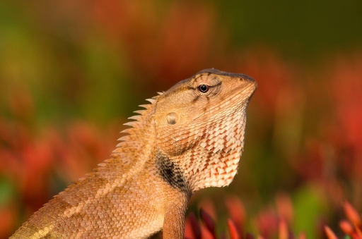 2016-02-22/olilignan
olilignan  [Faune sauvage]
