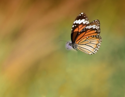 2016-03-06/olilignan
olilignan   [Macro et proxiphotographie nature]
