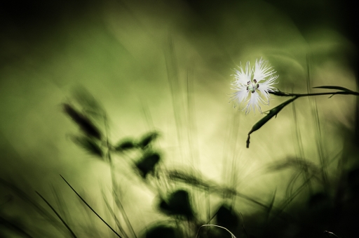 2016-03-08/SPentaxQR
SPentaxQR  [Flore et Botanique]

