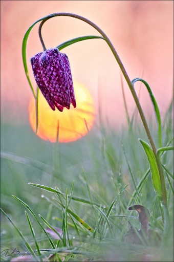 2016-03-15/jldag
jldag   [Flore et Botanique]
