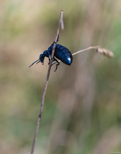 2016-04-05/Mickmac
Mickmac     [Macro et proxiphotographie nature]
