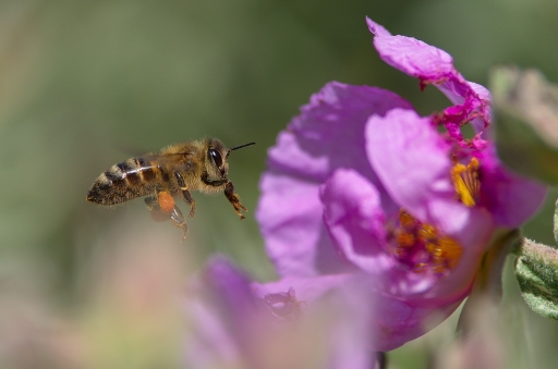 2016-04-12/Netgabe
Netgabe     [Macro et proxiphotographie nature]
