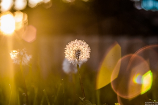2016-04-19/nicolas03
nicolas03         [Flore et Botanique]
