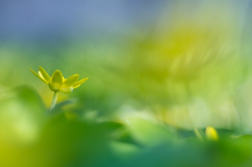 2016-04-27/Rom1
Rom1   [Flore et Botanique]
