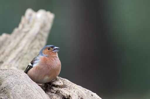 2016-01-30/Netgabe
Netgabe   [Faune sauvage] 
