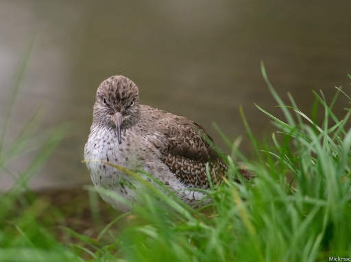 2016-04-30/Mickmac
Mickmac   [Animaux domestiques ou captifs]
