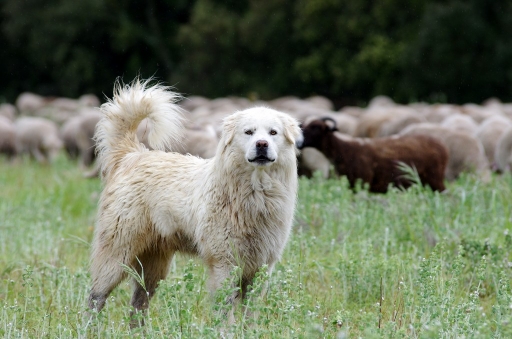 2016-05-01/degun13113
degun13113   [Animaux domestiques ou captifs]
