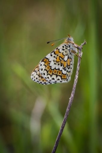 201-05-02/Ludovic
Ludovic   [Macro et proxiphotographie nature]
