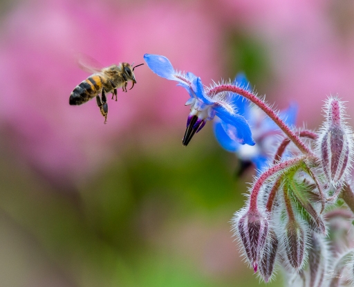 2016-05-11/raptor.dst
raptor.dst  [Macro et proxiphotographie nature]
