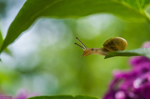 2016-05-11/nicolas03
nicolas03   [Macro et proxiphotographie nature]
