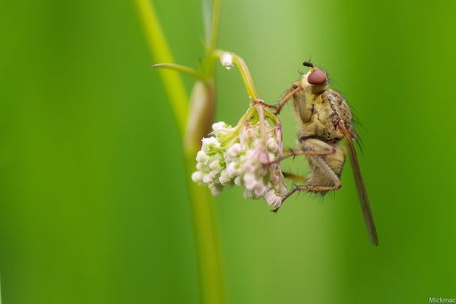 2016-05-14/Mickmac
Mickmac     [Macro et proxiphotographie nature]
