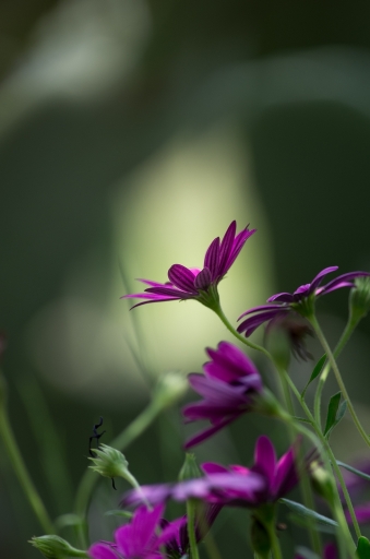 2016-05-17/SPentaxQR
SPentaxQR   Sortie macro-proxy et faune des 14-15-16 mai 2016 : Les photos
