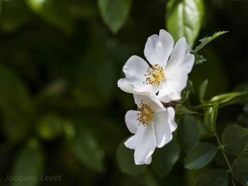 2016-05-31/Pech_les oies
Pech_les oies   [Flore et Botanique]
