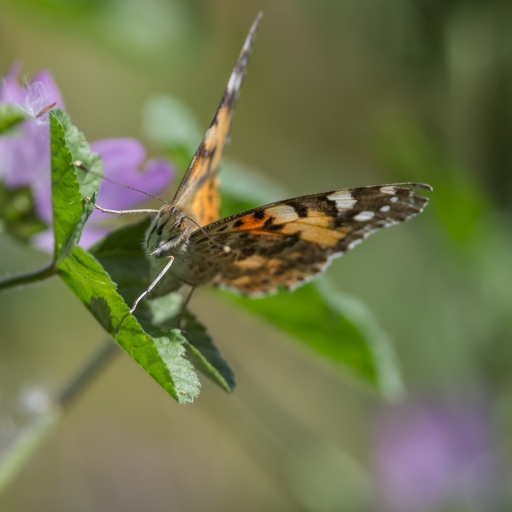 2016-06-04/SPentaxQR
SPentaxQR     [Macro et proxiphotographie nature]
