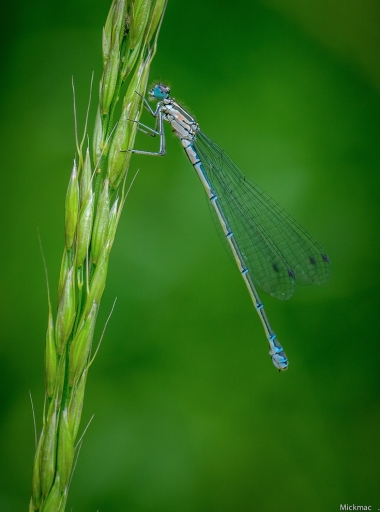 2016-06-10/Mickmac
Mickmac    [Macro et proxiphotographie nature]
