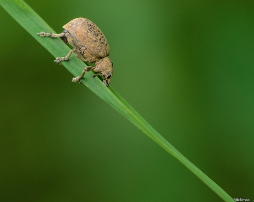 2016-07-02/Mickmac
Mickmac   [Macro et proxiphotographie nature]
