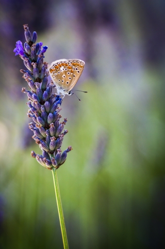 2016-07-19/Ludovic
Ludovic  [Macro et proxiphotographie nature]

