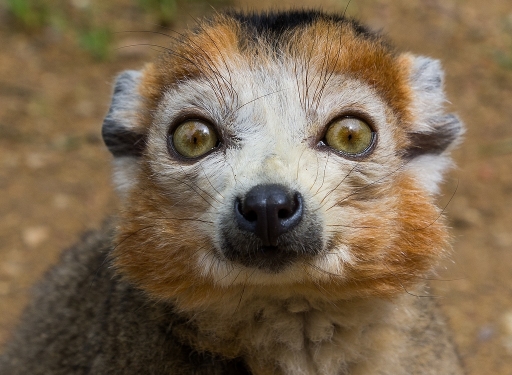 2016-07-24/neosilencers
neosilencers  [Animaux domestiques ou captifs]
