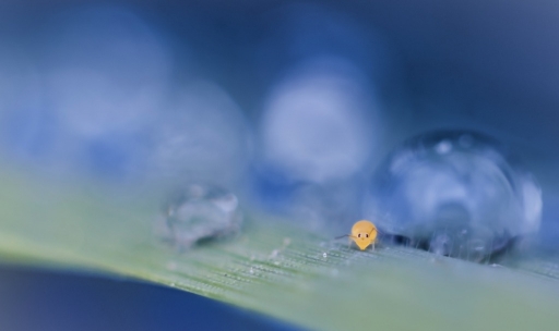 2016-08-20   olilignan
olilignan   [Macro et proxiphotographie nature]


