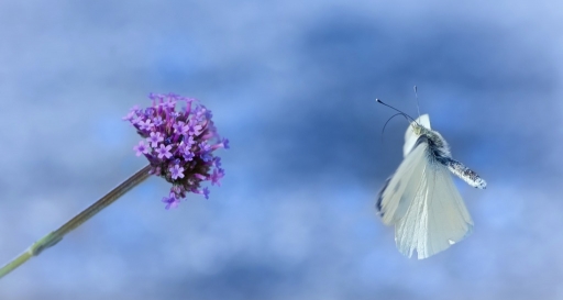 2016-09-06/olilignan
olilignan   [Macro et proxiphotographie nature]

