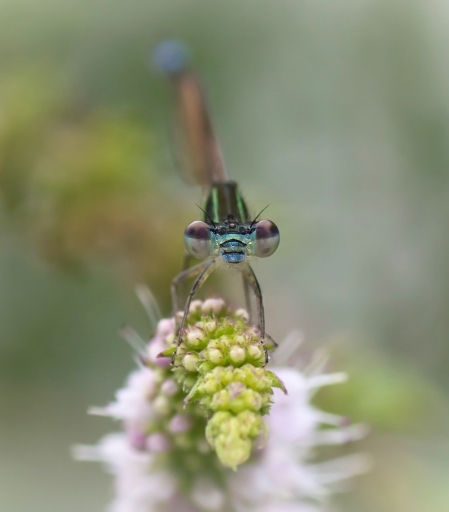 2016-09-10/ililignan
olilignan   [Macro et proxiphotographie nature]
