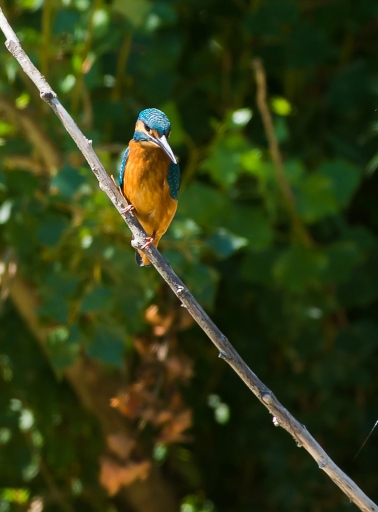 2015-06-23/phoenix1366
phoenix1366 [Faune sauvage]
